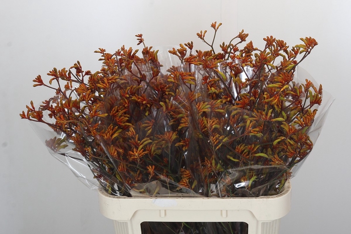 Anigozanthos Bush Sunset