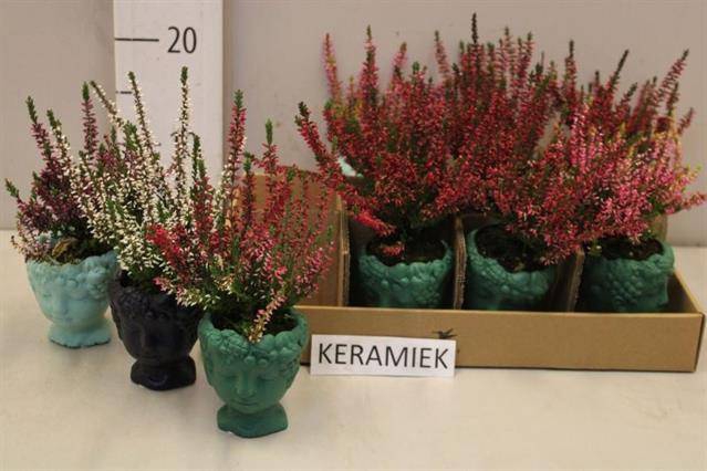 <h4>ARR TUINPLANTEN</h4>