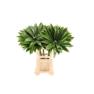 Philodendron Fun Bun