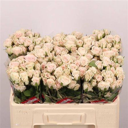 <h4>R Tr Royal Porcelina</h4>