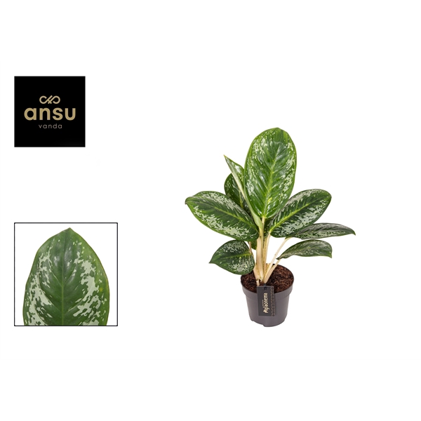 <h4>Aglaonema Onyx Green</h4>