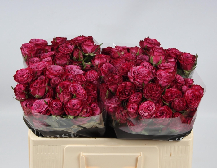 <h4>R TR PURPLE QUEEN</h4>