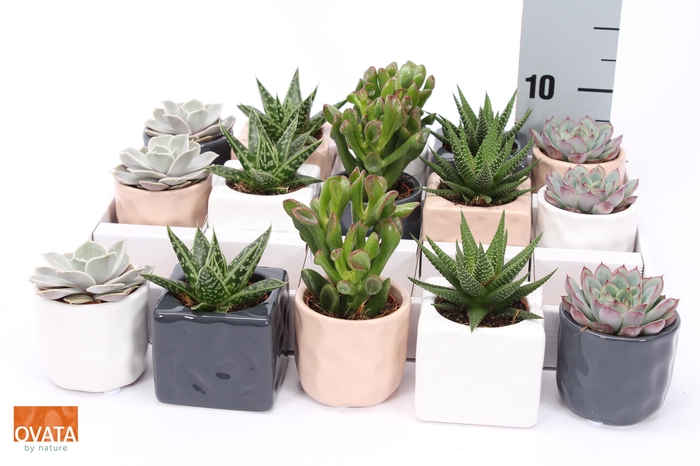 <h4>SUCC GEM 5 SRT</h4>