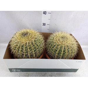 Echinocactus grusonii