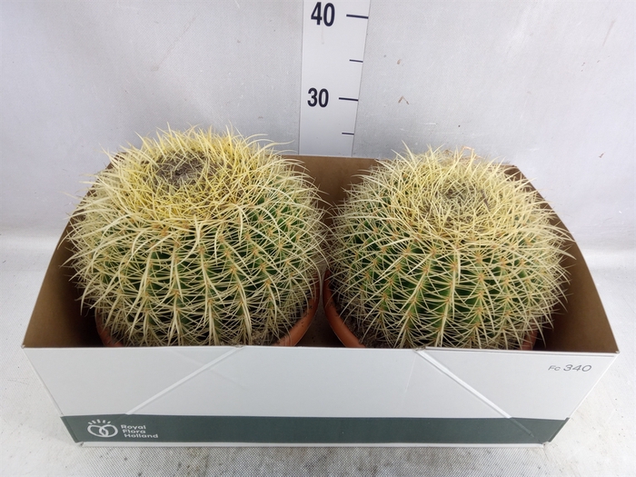 <h4>Echinocactus grusonii</h4>