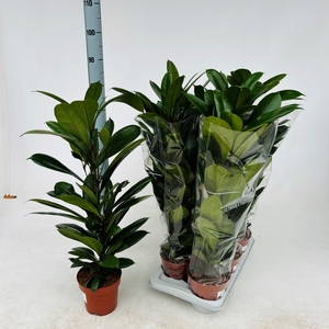 FICUS CYATHISTIPULA