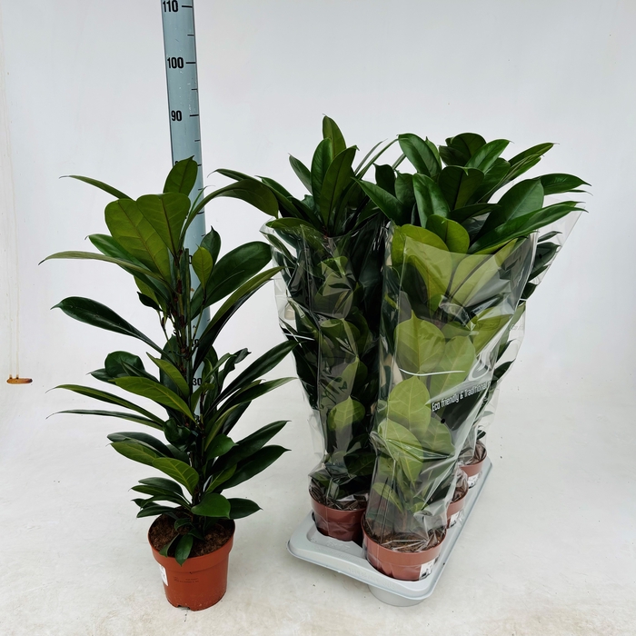 <h4>FICUS CYATHISTIPULA</h4>