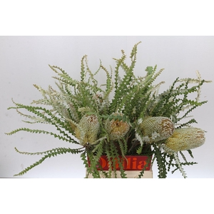 Banksia Speciosa