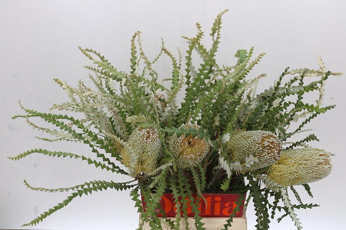 <h4>Banksia Speciosa</h4>