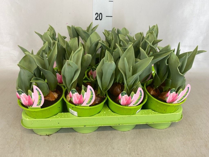 <h4>Tulipa   ...</h4>