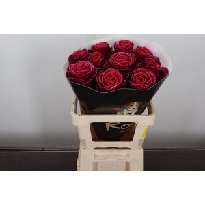 Brassica Wx (ex) Cerise
