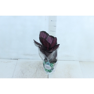 CALATHEA P12 VARIADO