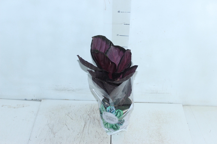 <h4>CALATHEA P12 VARIADO</h4>