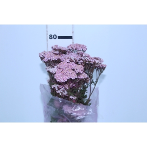 ACHILLEA MILLEFOLIUM ROSA TINTURADA 060 CM