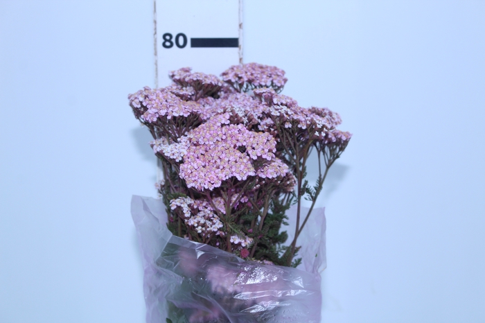 ACHILLEA MILLEFOLIUM ROSA TINTURADA 060 CM
