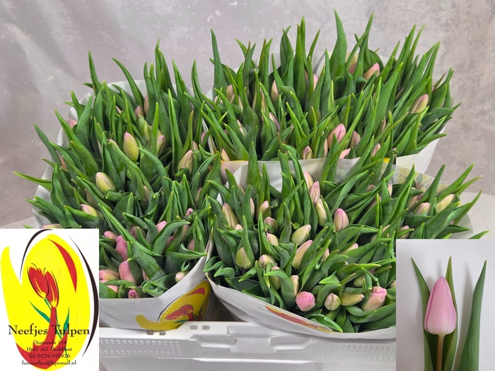 <h4>TU EN AAFKE</h4>