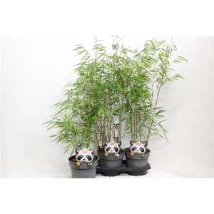 Fargesia robusta Campbell 19Ø 70cm