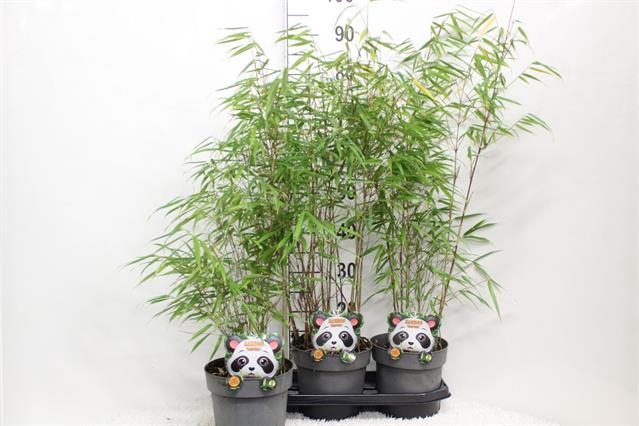 Fargesia robusta Campbell 19Ø 70cm