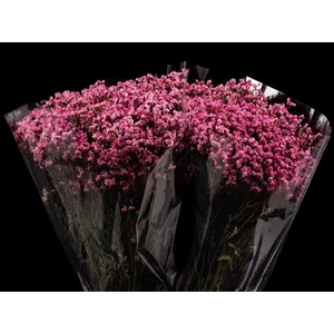 Limonium Raspberry