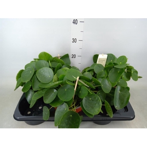 Pilea peperomioides