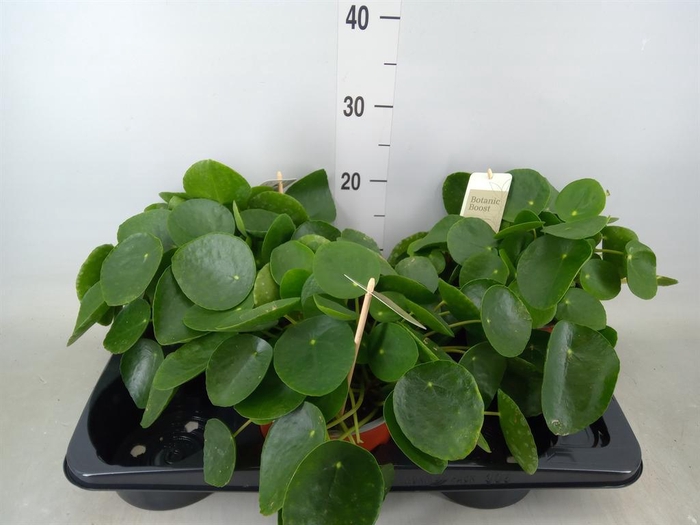 <h4>Pilea peperomioides</h4>