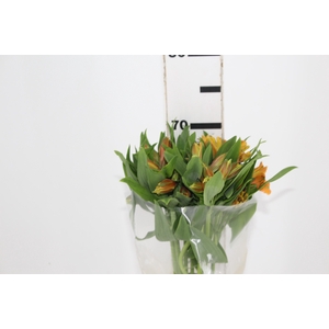ALSTROEMERIA GYPSY 070 CM LARANJA