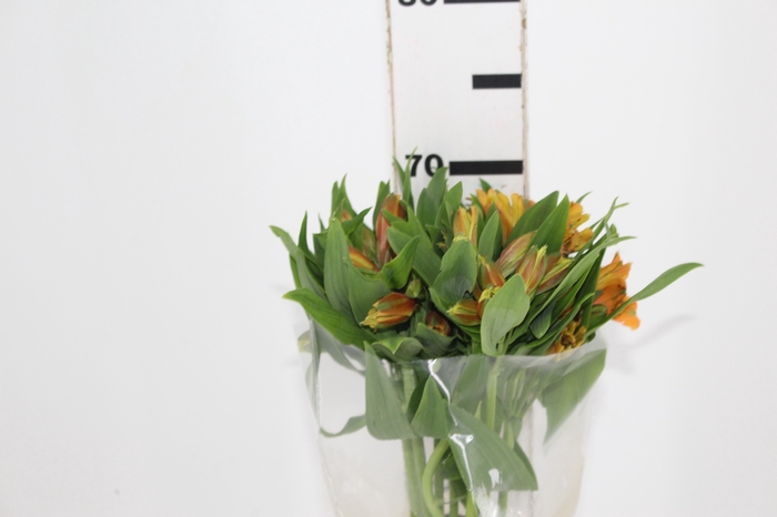 <h4>ALSTROEMERIA GYPSY 070 CM LARANJA</h4>