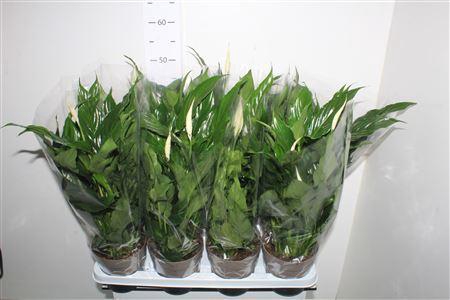 <h4>Spath Bellini 3+</h4>