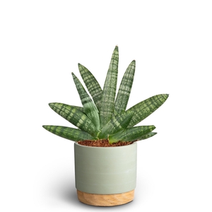 SANSEVIERIA BONCELLENSIS P10