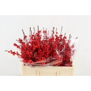 ILEX VE RODE BES 050CM