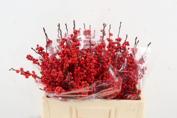 <h4>ILEX VE RODE BES 050CM</h4>