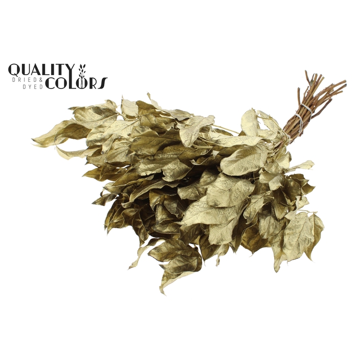 <h4>Salal tips dried per bunch Gold</h4>
