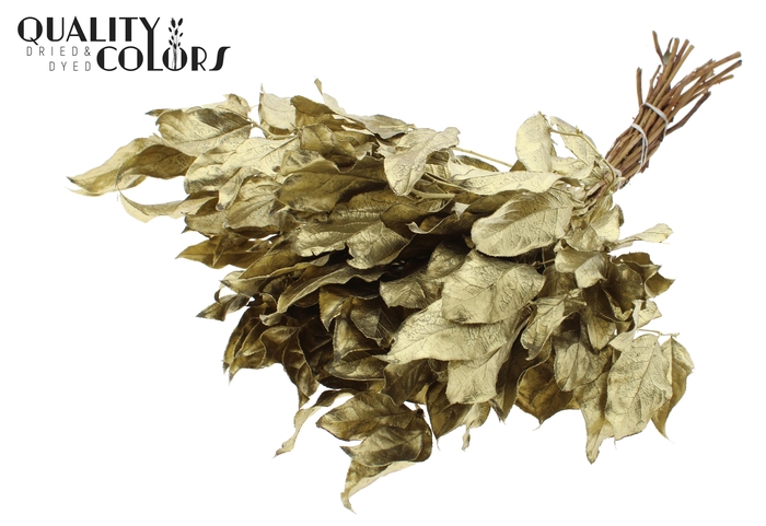 Salal tips dried per bunch Gold