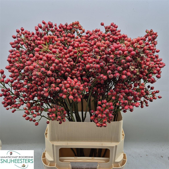 <h4>Rosa Mag Sunset 90cm</h4>