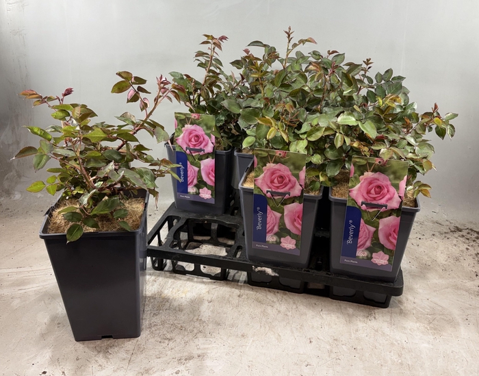 Rosa Beverly Pink