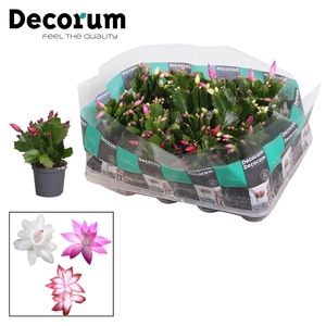 Schlumbergera - 7 cm - mix - Decorum