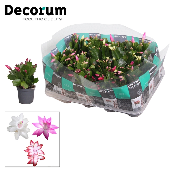 <h4>Schlumbergera - 7 cm - mix - Decorum</h4>