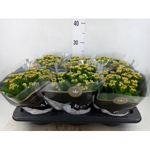 Kalanchoe blos. 'RosDon Nando'