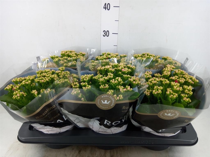 <h4>Kalanchoe blos. 'RosDon Nando'</h4>