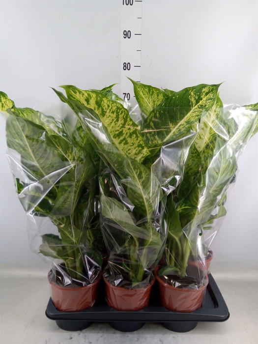 <h4>Dieffenbachia  'Mars'</h4>