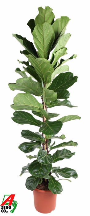 <h4>Ficus lyrata</h4>