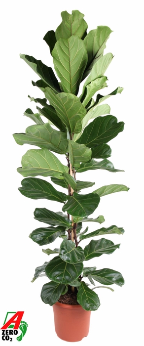 Ficus lyrata