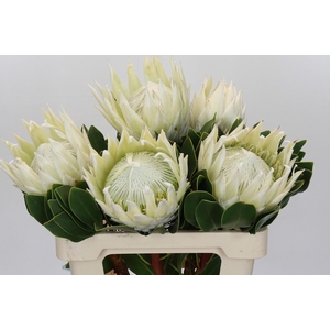 Protea Cyn. Ayoba Arctic Ice