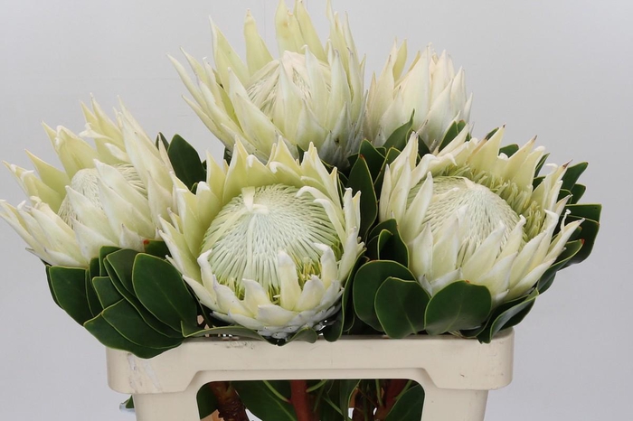 <h4>Protea Cyn. Ayoba Arctic Ice</h4>