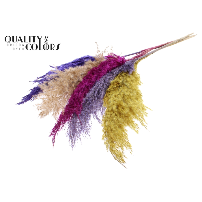 <h4>Pampas Grass 100cm 5st/bunch Colourful 11</h4>