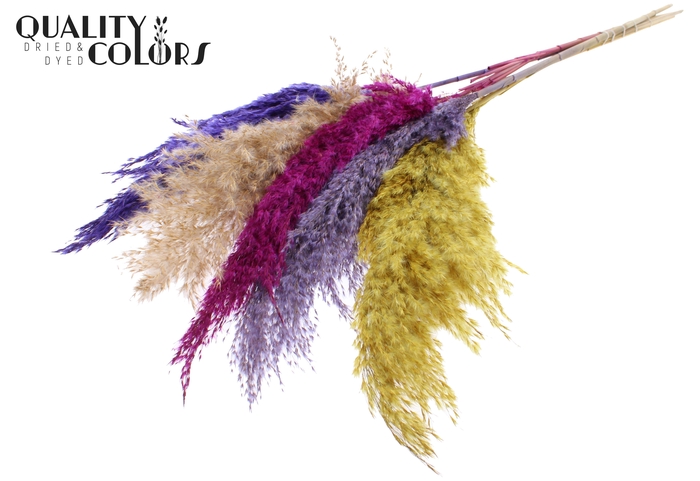 <h4>Pampas Grass 100cm 5st/bunch Colourful 11</h4>