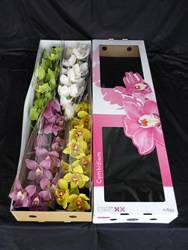 CYMBIDIUM SILVERPLATE