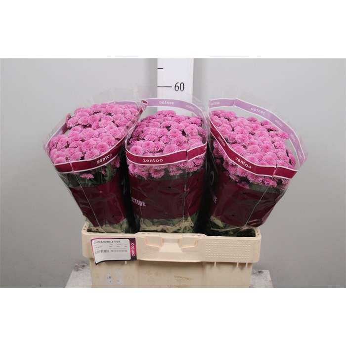 <h4>Chr S Kismo Pink</h4>