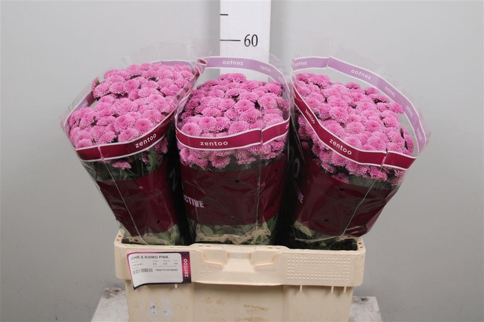 <h4>Chr S Kismo Pink</h4>