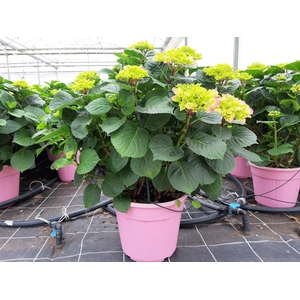 Hydrangea macrophylla overig